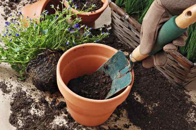 Sunlight Is The Most Important Gardening Basic