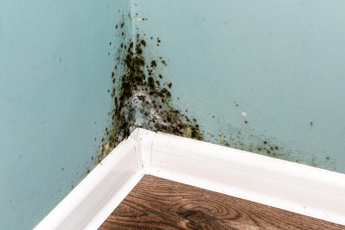 Reasons for Mold Growth in Home