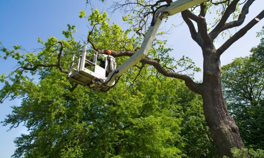 Should You Remove Your Backyard Tree