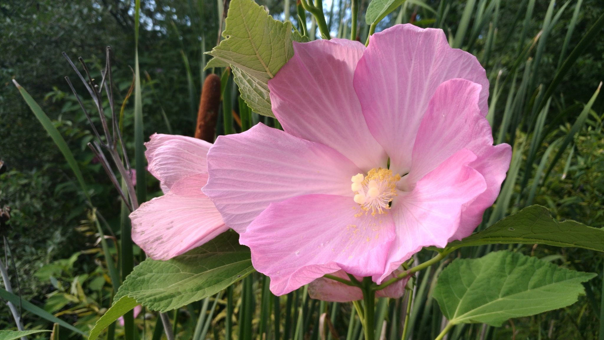 Discovering the Benefits of Mallow Hibiscus for Health and Beauty