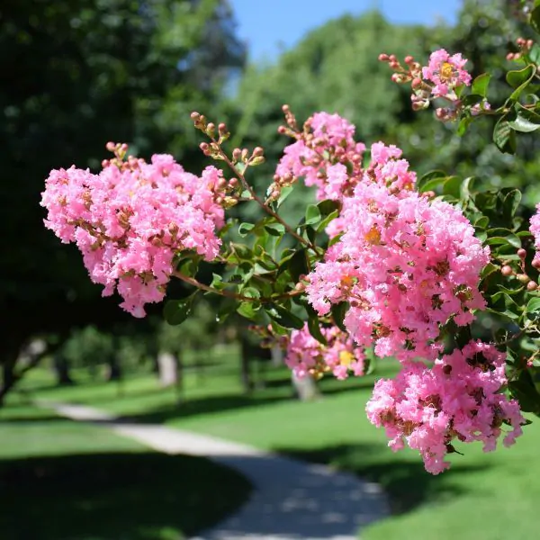 Crape Myrtle: A Beautiful Addition to Your Garden